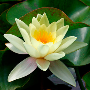 Nymphaea marliacea Chromatella - Nénuphar Marliacea Chromatella - Nénuphars