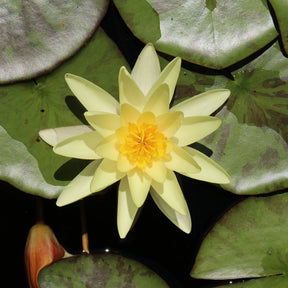 Nénuphars - Nénuphar Marliacea Chromatella - Nymphaea marliacea Chromatella