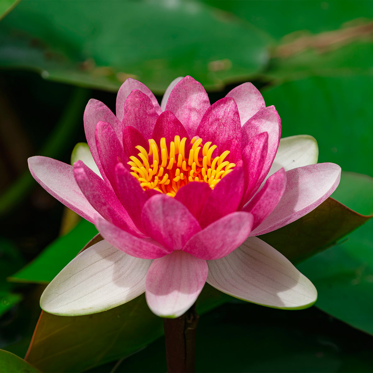 Nénuphar nain Rubra