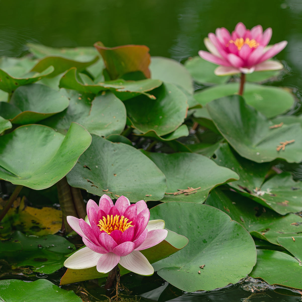 Nénuphar nain Rubra