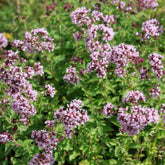 Origan commun - Willemse