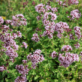 Origan commun - Willemse