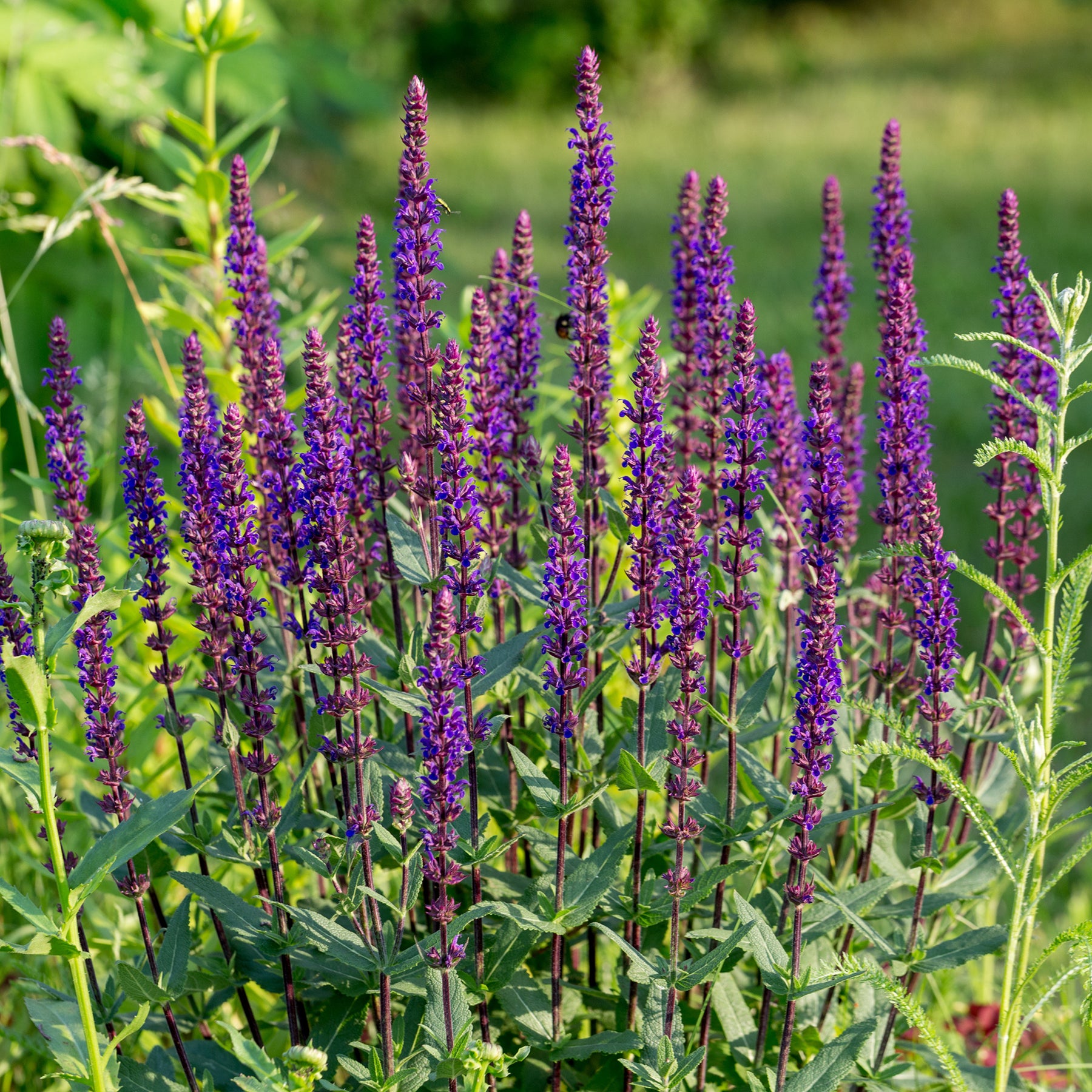 Sauge des bois Caradonna - Willemse