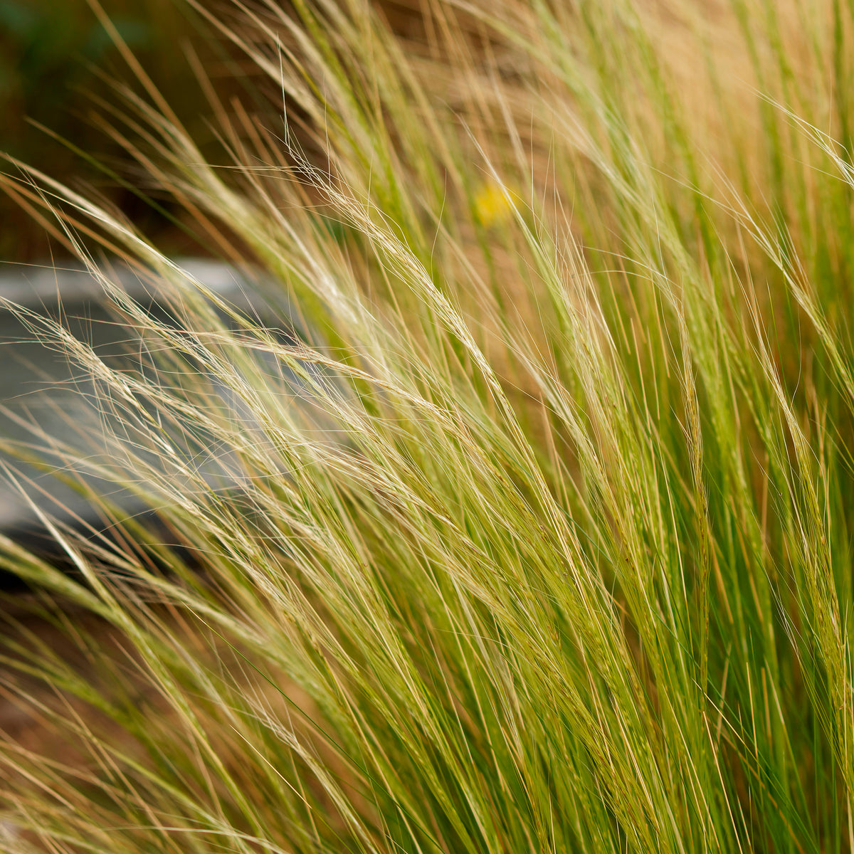 Stipa tenuissima - Cheveux d'ange - Stipa tenuissima - Willemse
