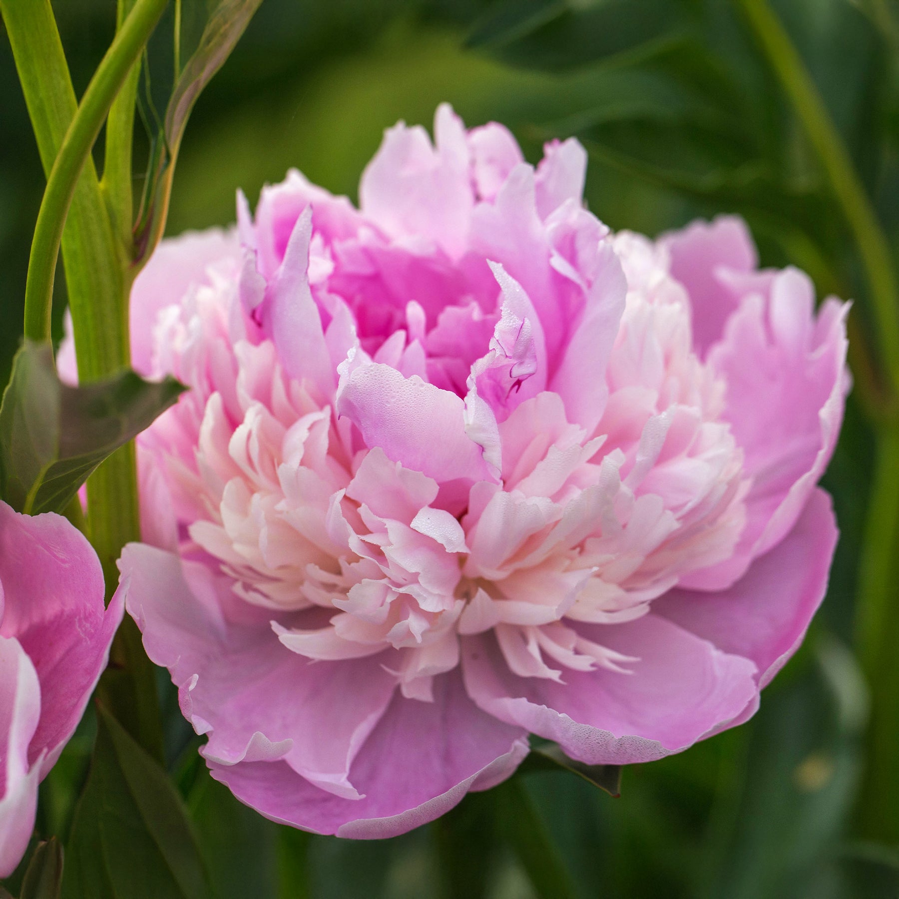 Paeonia lactiflora x sorbet - Pivoine Sorbet - Pivoines