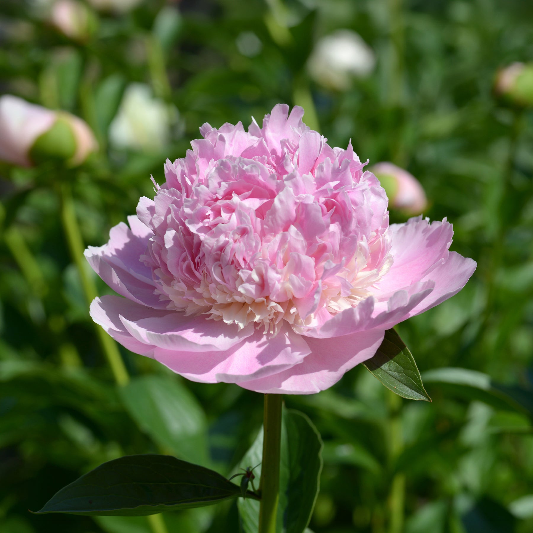 Paeonia lactiflora x sorbet - Pivoine Sorbet - Pivoines