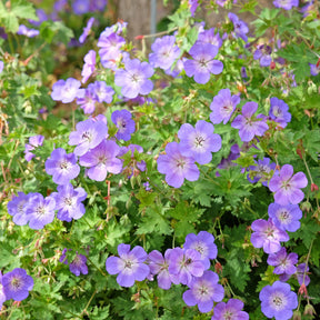 Géranium vivace Rozanne - Willemse