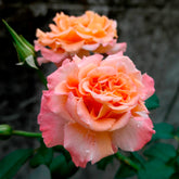 Rosier buisson Augusta Louise - Willemse