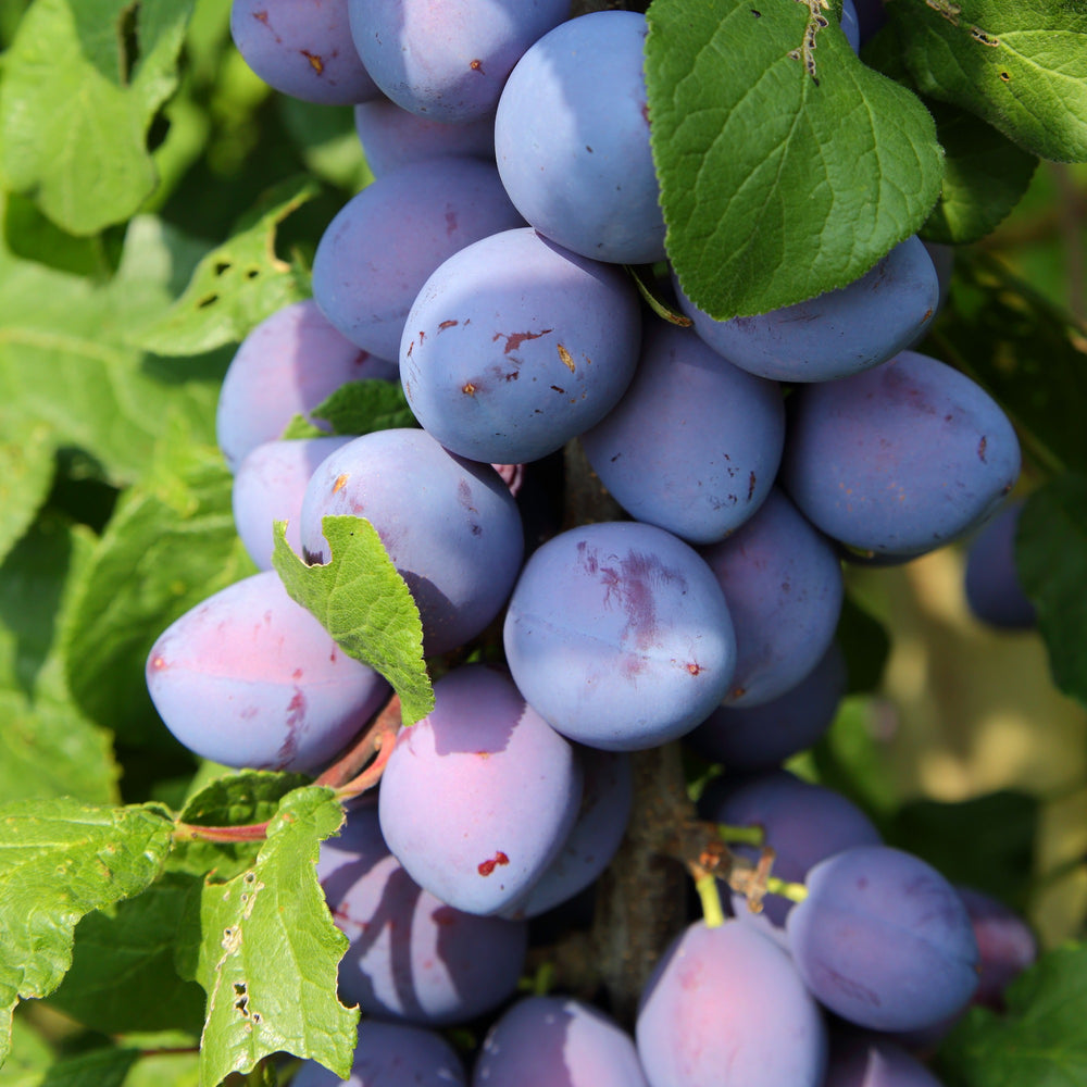 Mini fruitier | Achat, Vente en ligne - Willemse