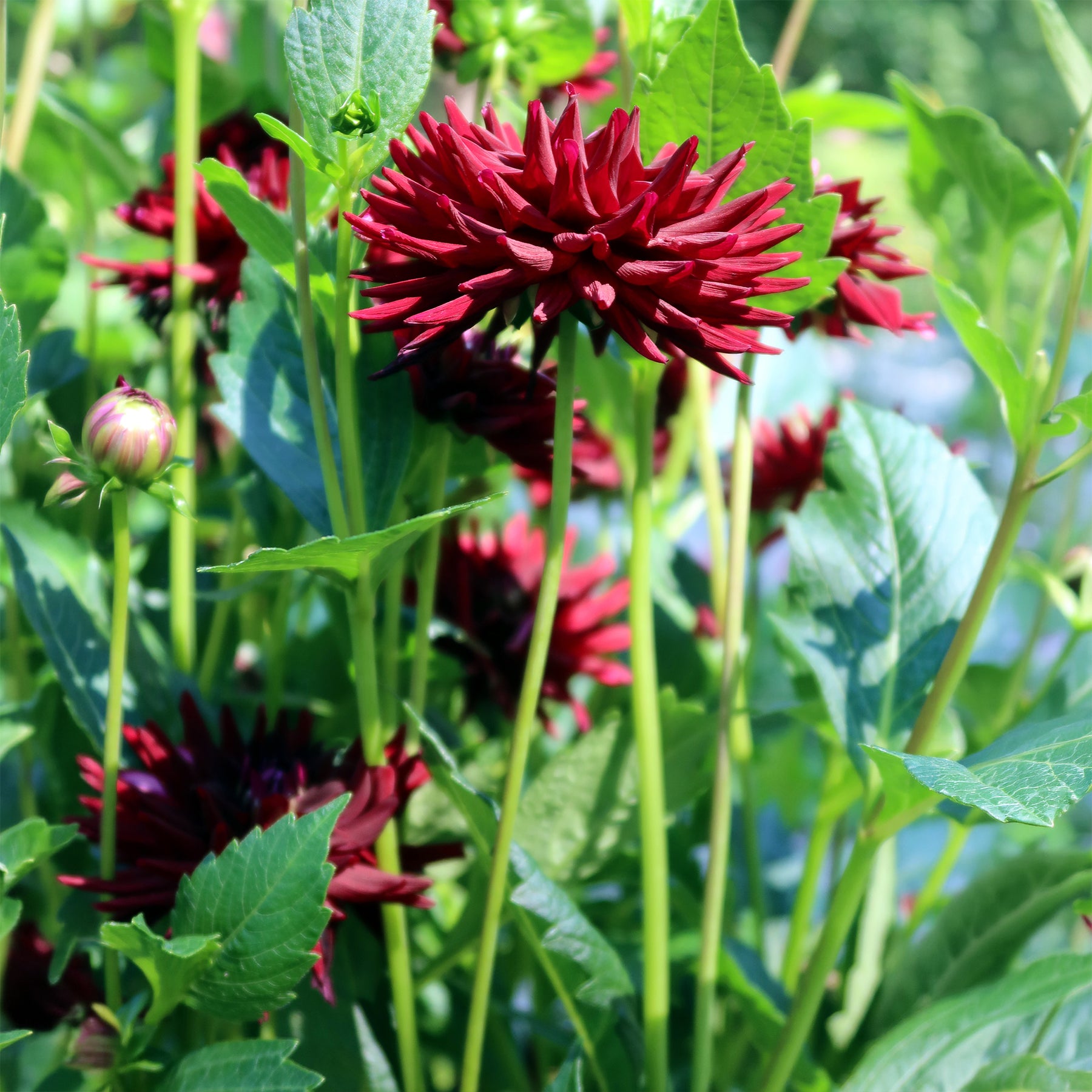 3 Dahlias cactus presque noir Tamburo