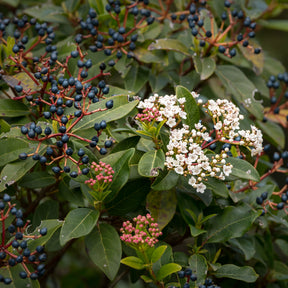 Viburnum tinus - Viorne tin - Viornes