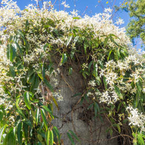 Clématite armandii - Clematis armandii - Willemse