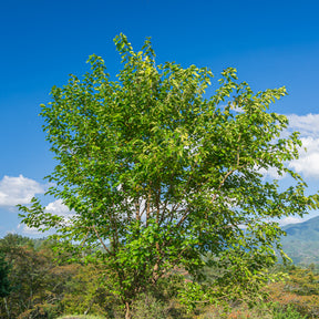 Vente Mûrier de Corée Mulle