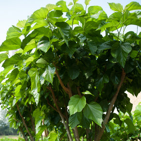 Morus acidosa Mulle - Mûrier de Corée Mulle - Arbres