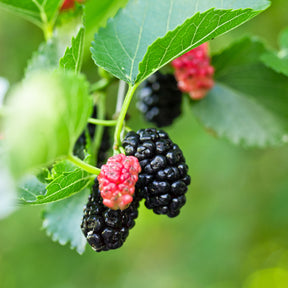 Arbres - Mûrier de Corée Mulle - Morus acidosa Mulle