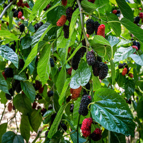 Vente Mûrier de Corée Mulle - Arbres