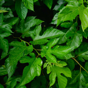 Mûrier de Corée Mulle - Arbres - Willemse