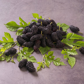 Vente Mûrier de Corée Mulle - Morus acidosa Mulle