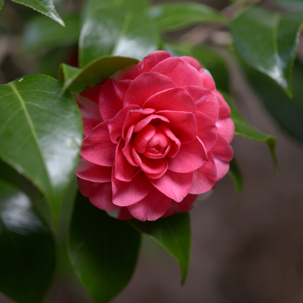 Camélia du Japon Principessa Baciocchi - Camellia japonica Principessa Baciocchi - Willemse