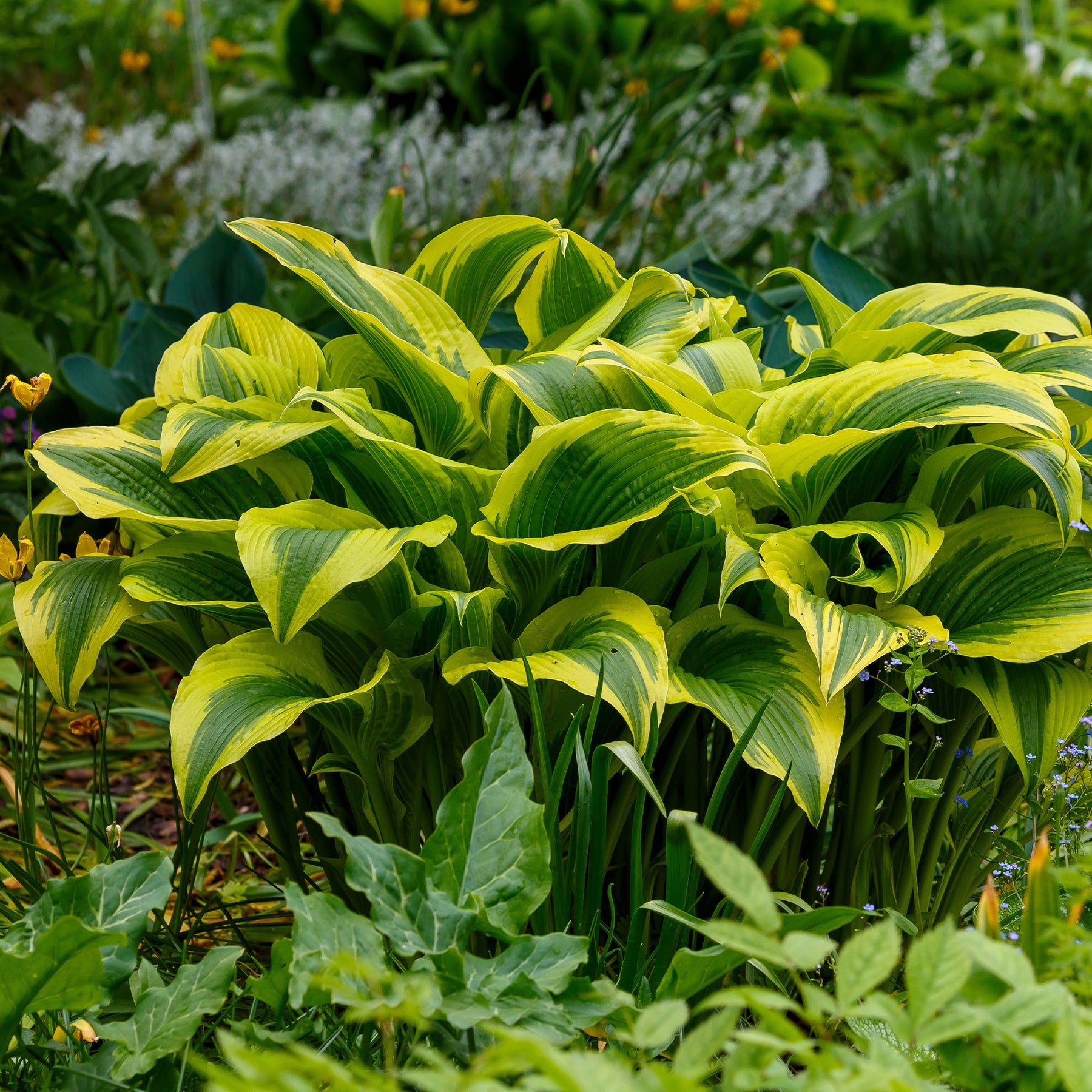 Hosta Queen Josephine - Hosta Queen Josephine - Hosta