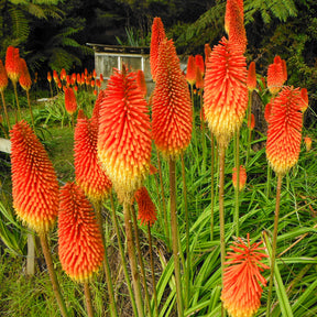 Kniphofia - 5 Tritomas - Kniphofia uvaria