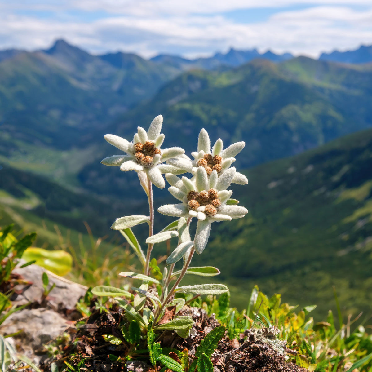 Edelweiss des Alpes - Willemse