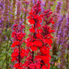 Lobelia - Lobelia écarlate Queen Victoria - Lobelia queen victoria