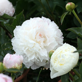 Pivoine Duchesse de Nemours - Willemse