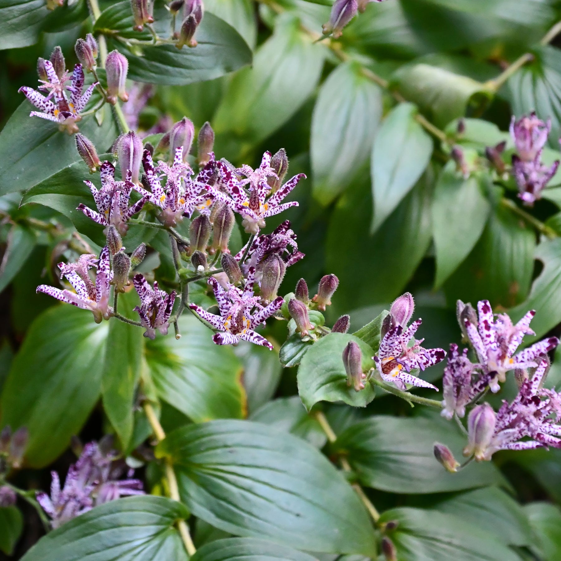 Vente Lis des crapauds hirta - Tricyrtis hirta