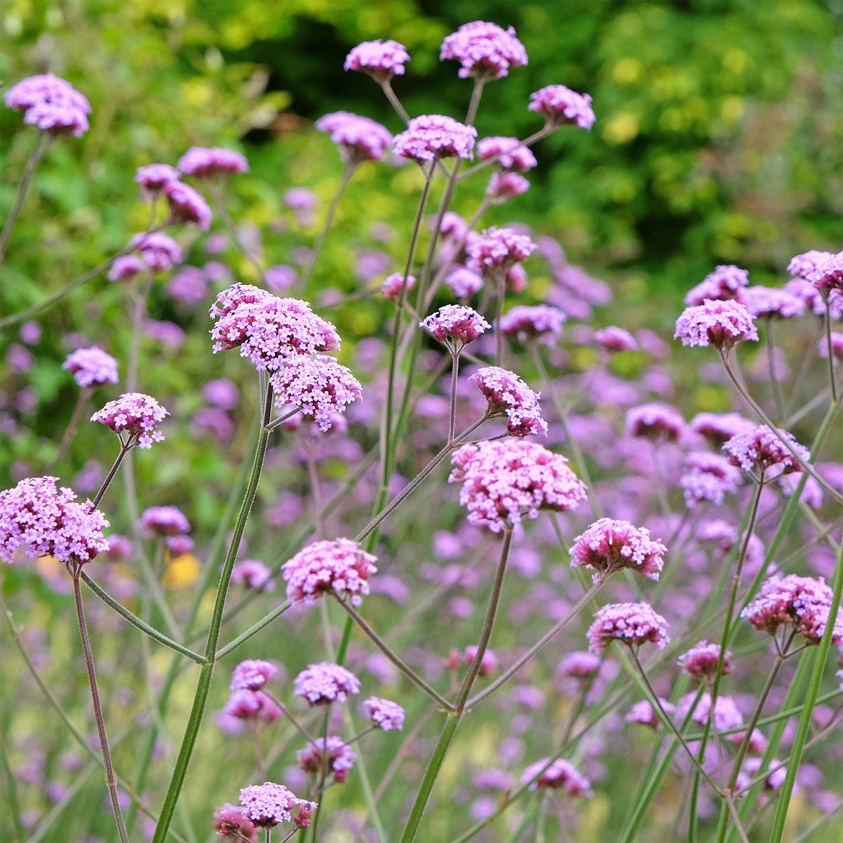 Verveine de Buenos Aires - Verbena bonariensis - Willemse