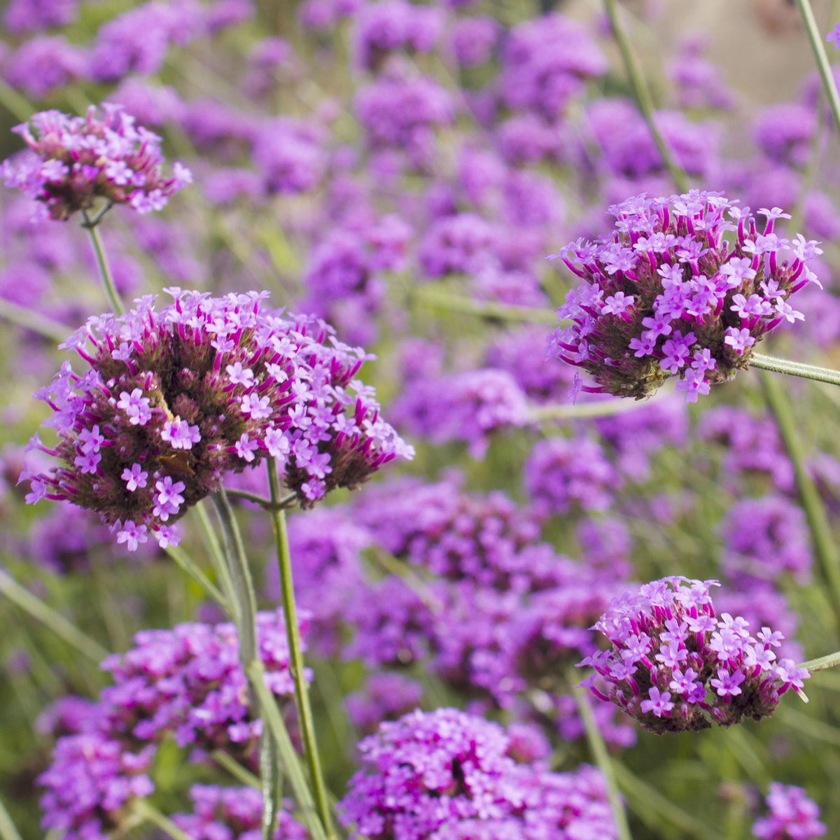 5 Vivaces pour massif fleuri -  - Willemse