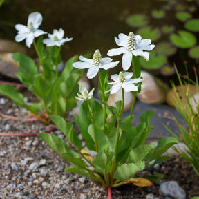 Plantes de berges - Anémopsis de Californie - Anemopsis californica