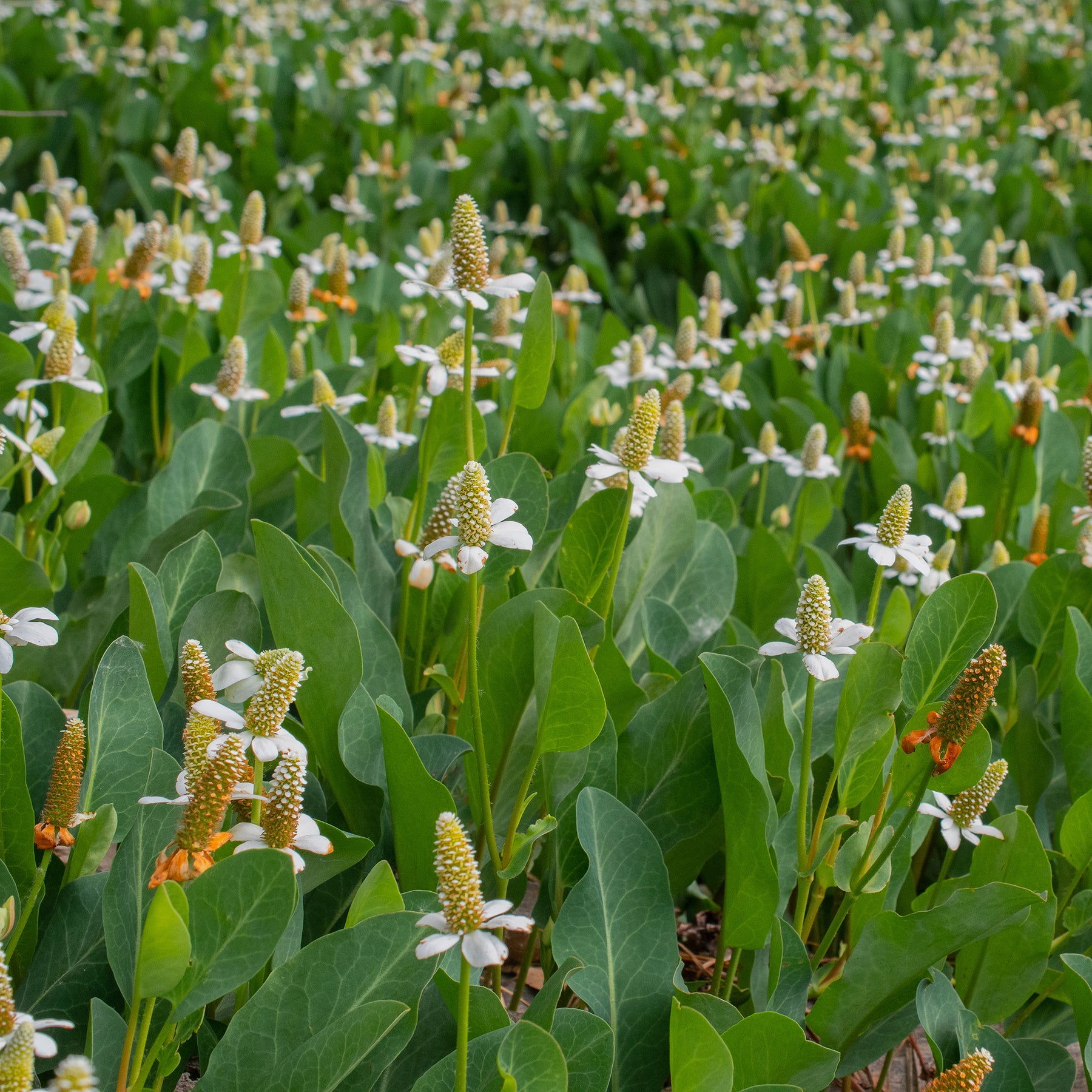 Anémopsis de Californie - Plantes de berges - Willemse