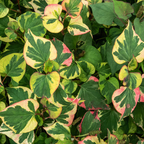 Vente Houttuynia cordata Chameleon - Houttuynia cordata chameleon