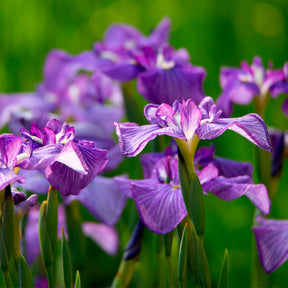 Iris du Japon