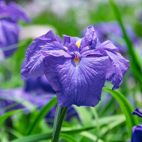 Iris du Japon - Willemse