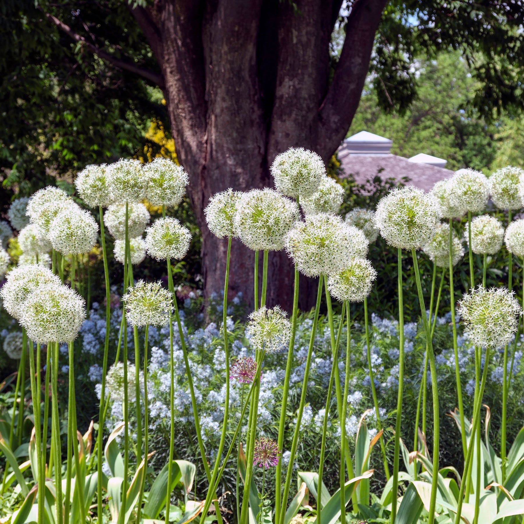 Allium stipitatum mount everest - 2 Alliums Mount Everest - Allium