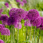 10 Alliums Purple sensation - Willemse