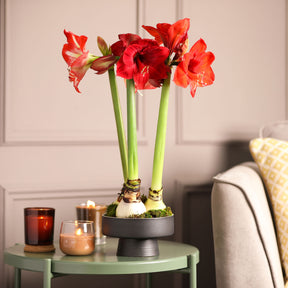 Amaryllis red lion - Amaryllis rouge - Amaryllis