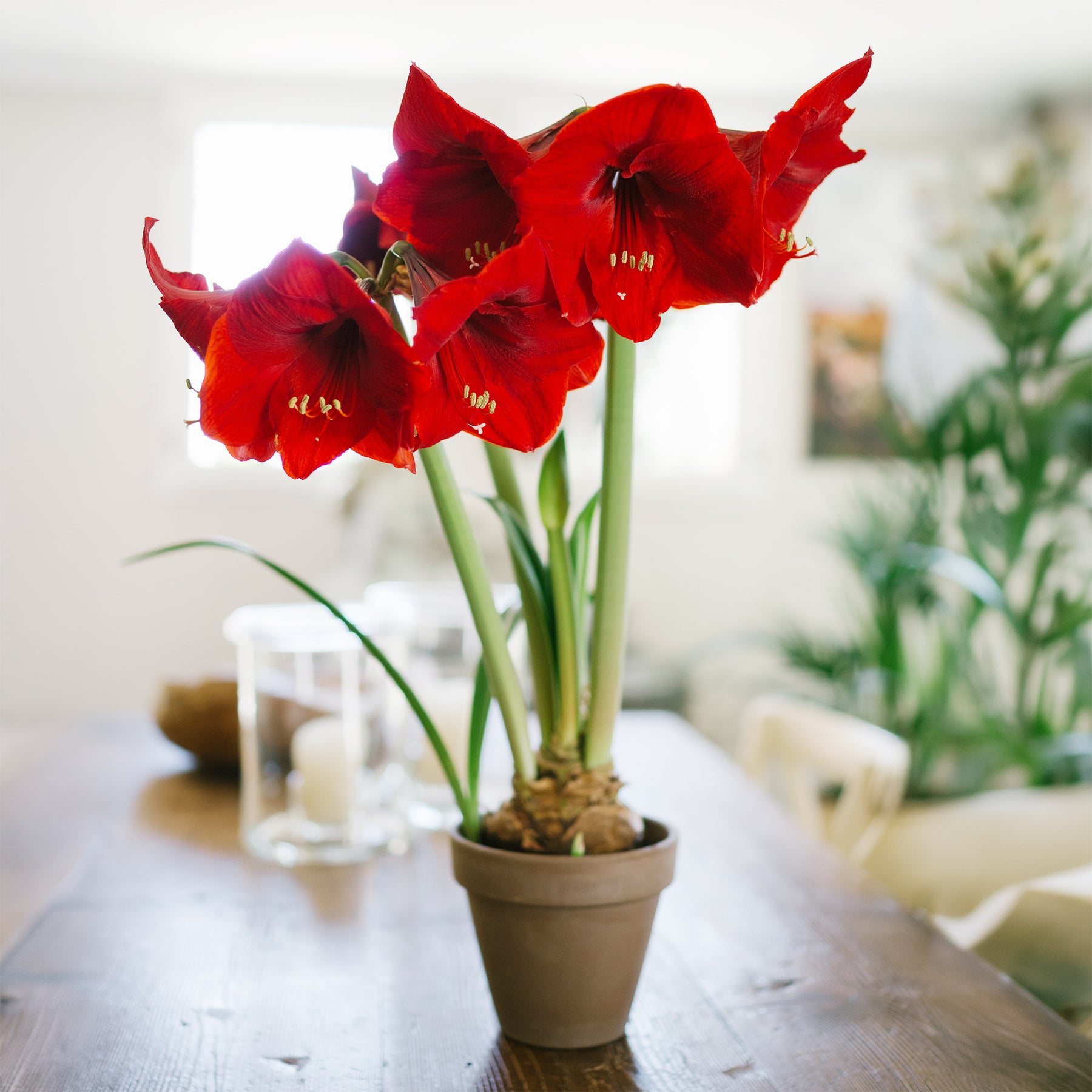 Amaryllis red lion - Amaryllis rouge - Amaryllis