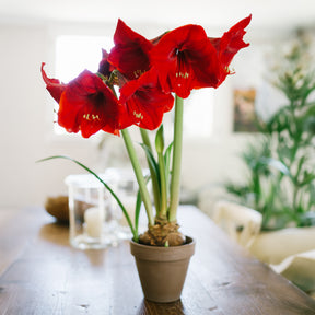 Amaryllis red lion - Amaryllis rouge - Amaryllis