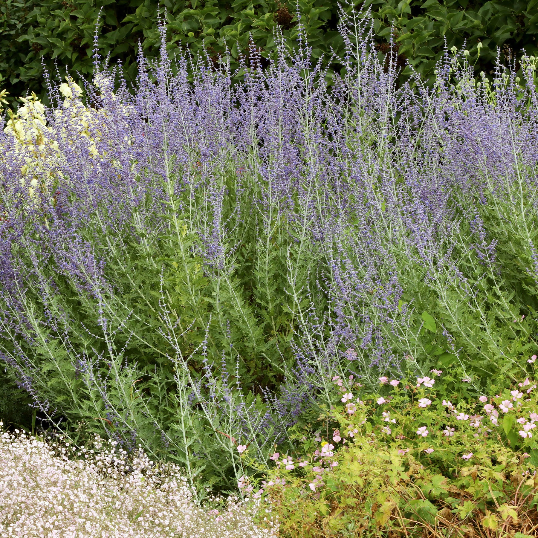 Vente Perovskia atriplicifolia Blue spire - Perovskia atriplicifolia blue spire