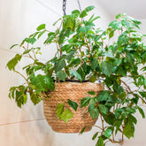 Cissus Ellen Danica - Willemse