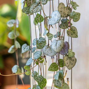 Chaine des coeurs - Ceropegia woodii - Willemse