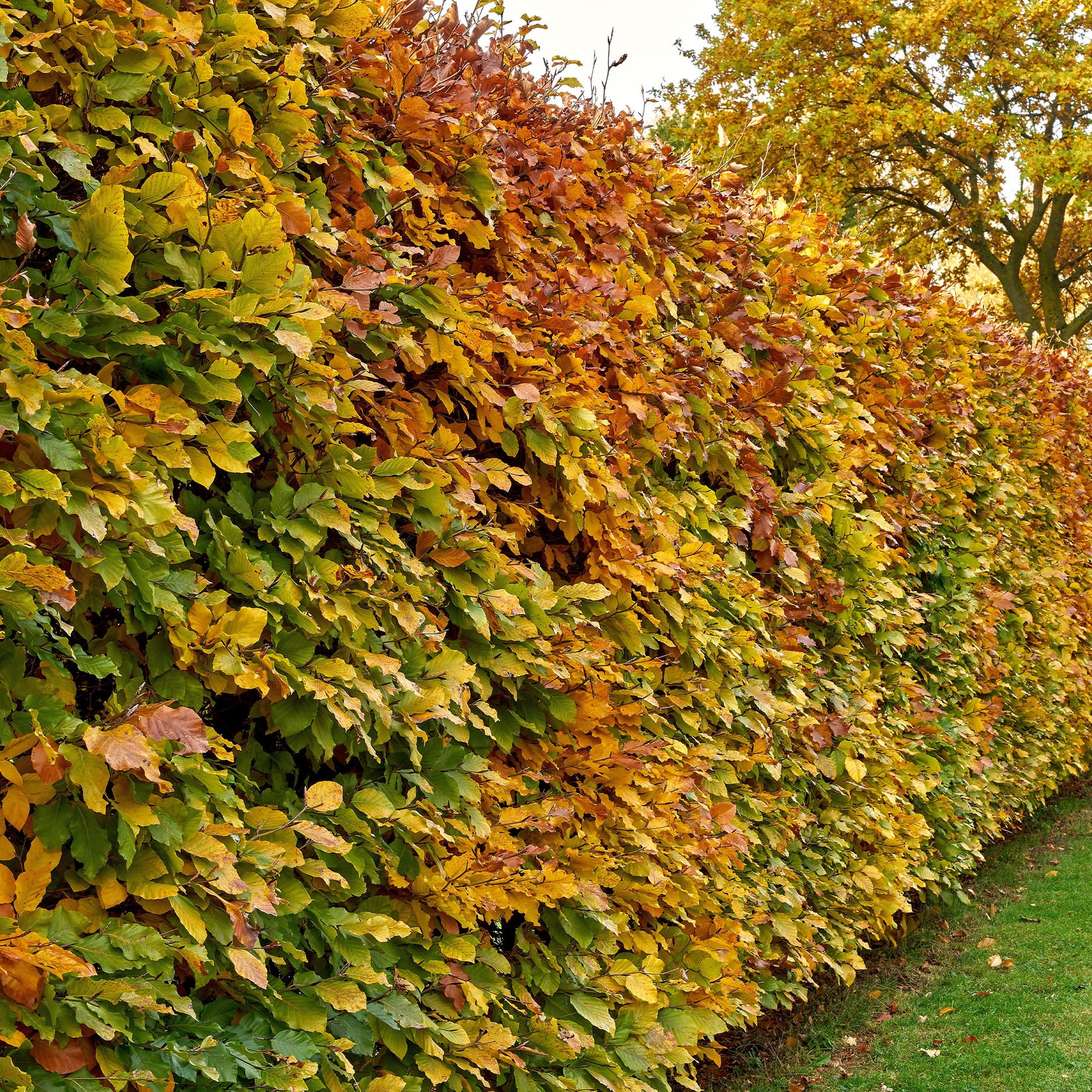 Haie de hêtre commun - Arbustes de haie - Willemse