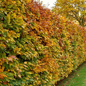 Haie de hêtre commun - Arbustes de haie - Willemse