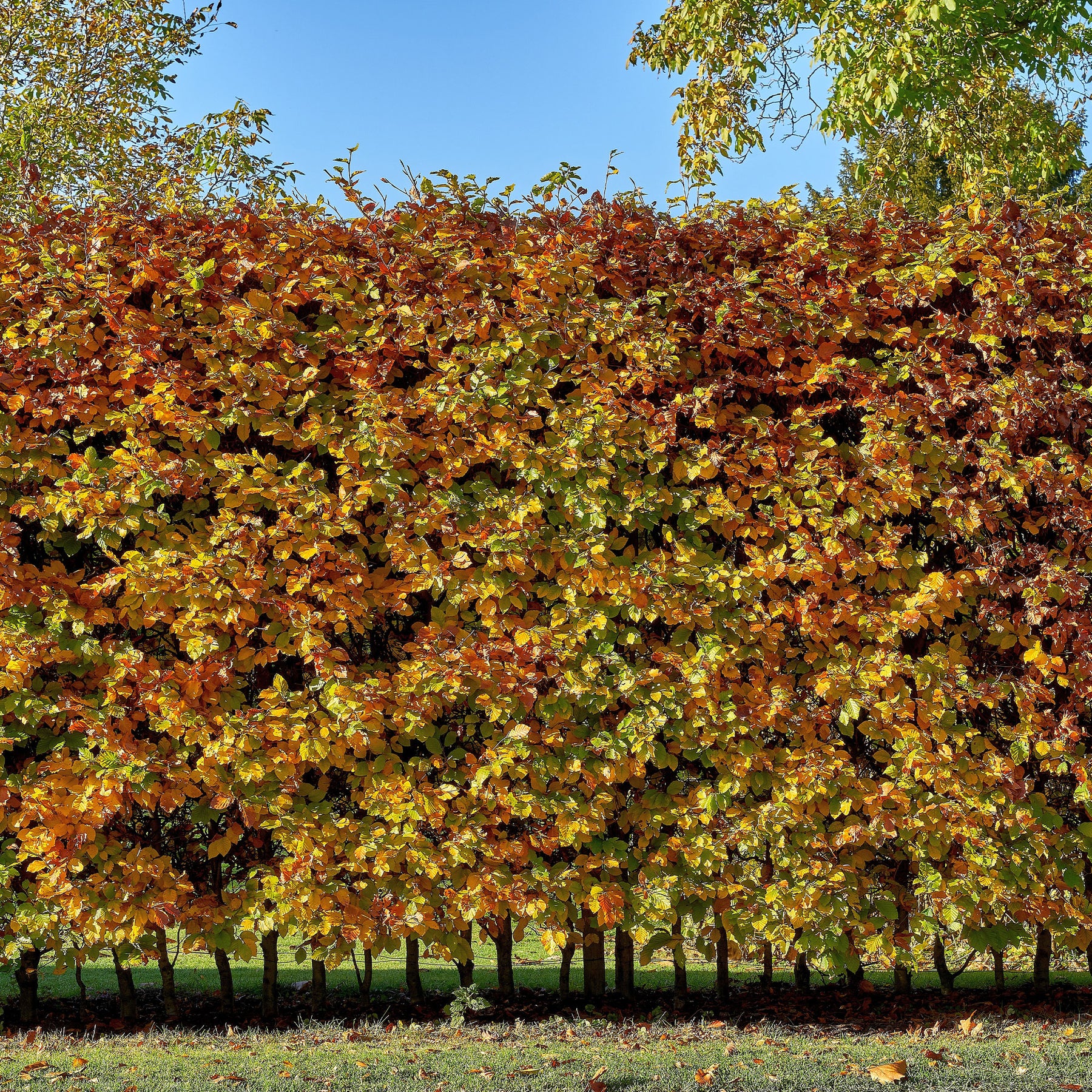 Vente Haie de hêtre commun - Fagus sylvatica