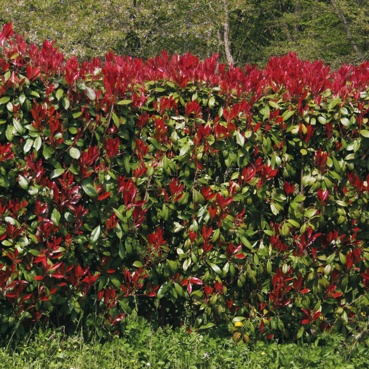 Haie de 3 Photinias Red Robin, écran persistant