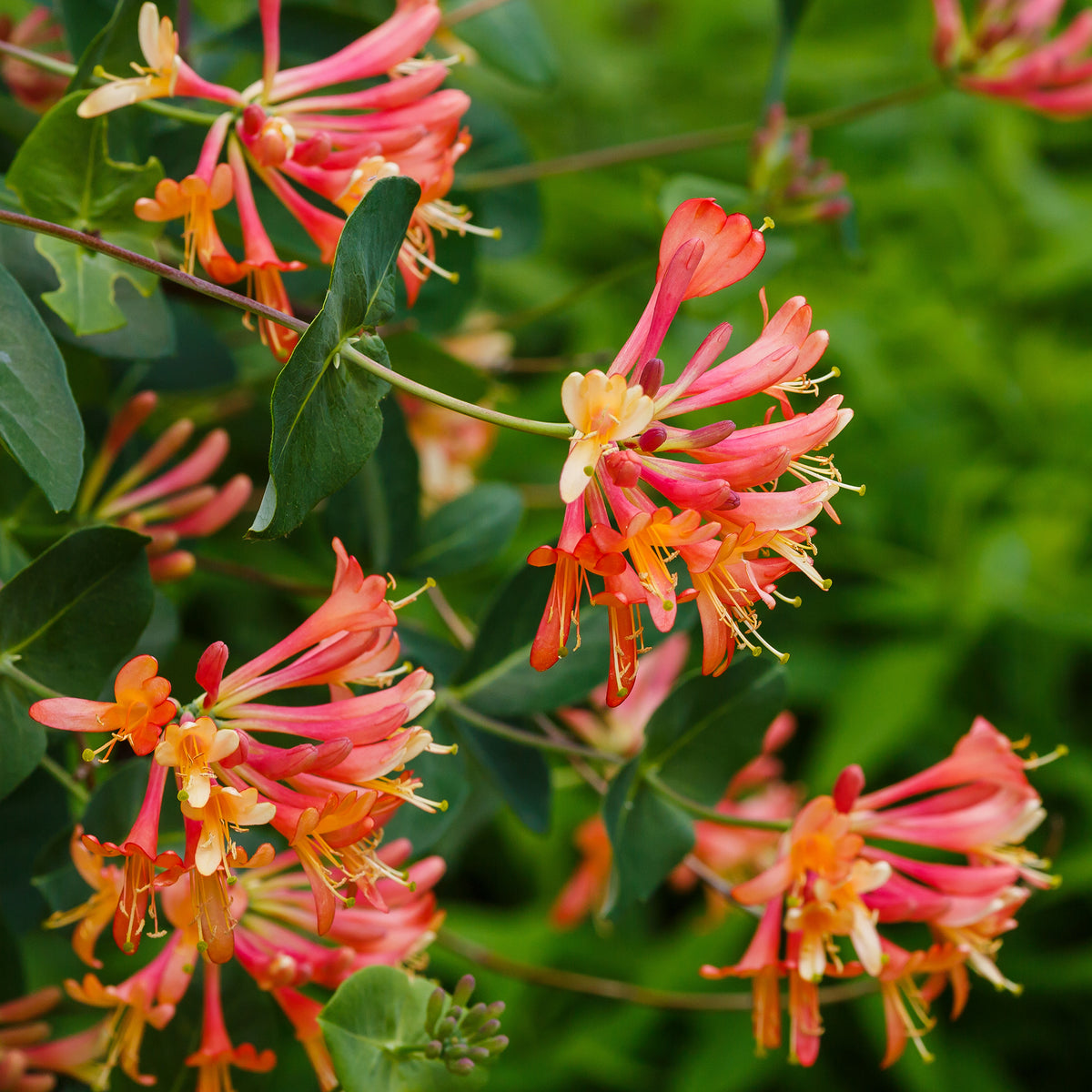 Chèvrefeuille grimpant Dropmore Scarlet