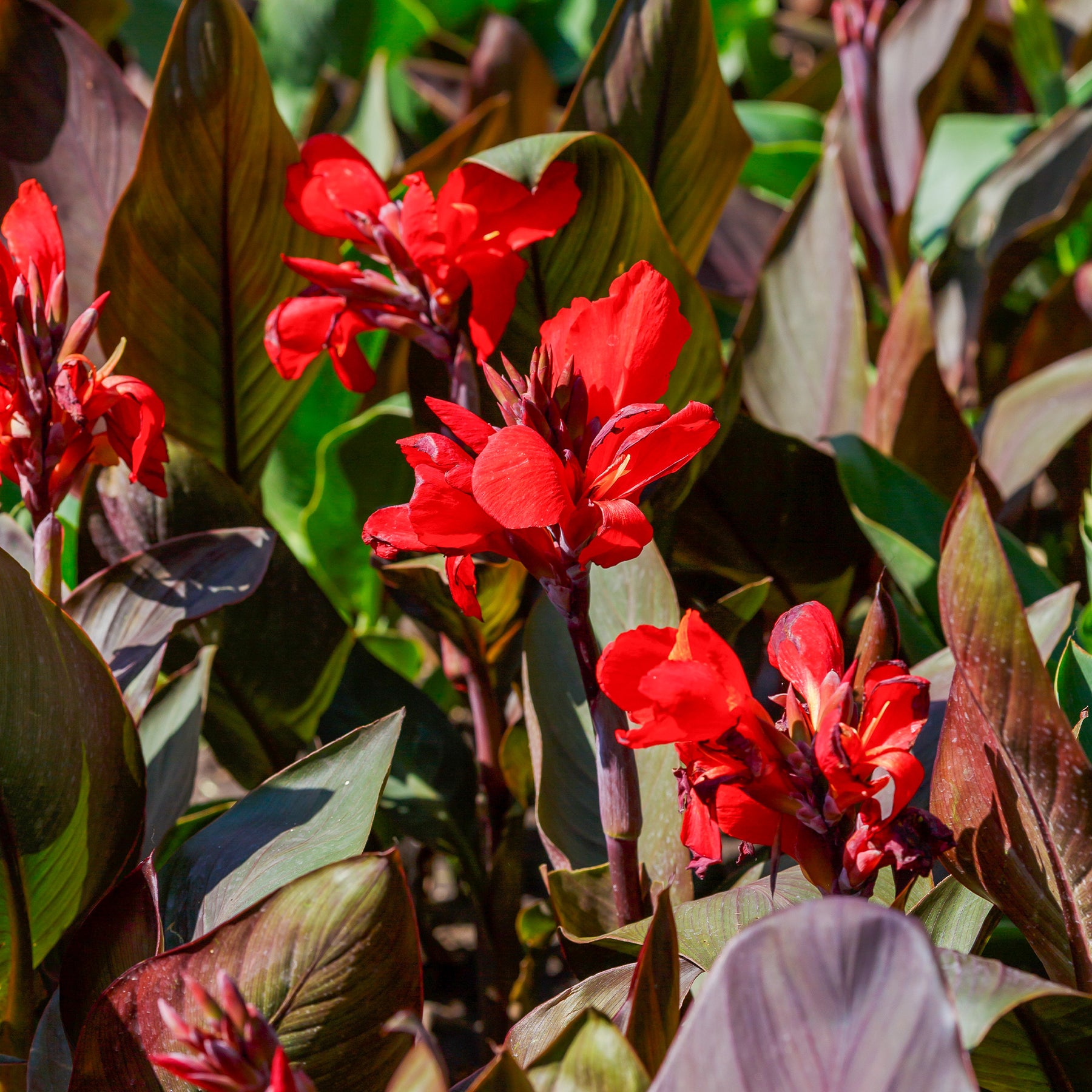 Canna 'red futurity' - 2 Canna Red Futurity - Canna